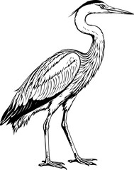 Heron Vintage Sketch