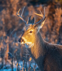 White tailed deer in the morning