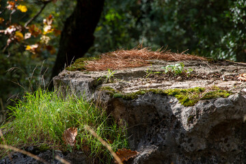 Fototapeta na wymiar A rock in the forest with grass on it.