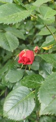 little red rose