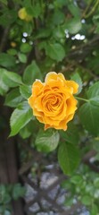 orange lush flower no. 1