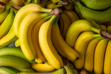 Bunch of Raw Organic Bananas Ready to Eat