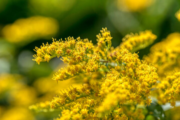 Goldenrod of the asteraceae mimosa family