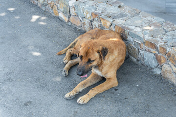 A orange stray dog ​​crouched sadly on the street floor.