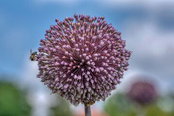 Allium ampeloprasum 'Pink Lady' in flower © precinbe