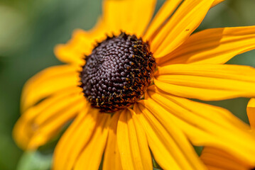 Rudbeckia plants, the Asteraceae yellow and brown flowers