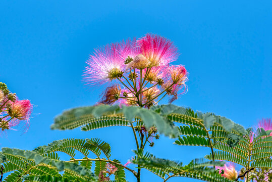 Pink fluffy flowers of the Persian silk tree (Albizia julibrissin).