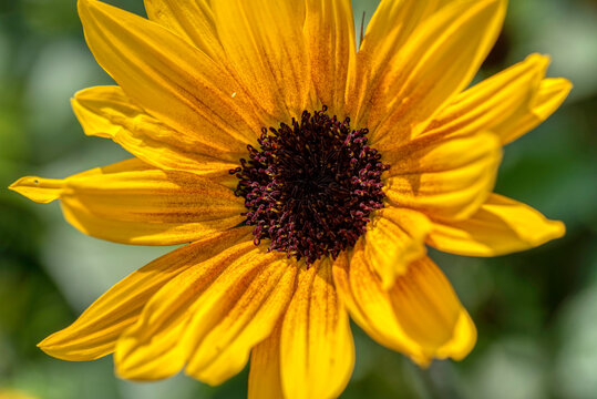 Macro photography showing the details of a sunflower.