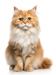 Obraz premium British Longhair Cat Studio Shot Isolated on Clear Background, Generative AI