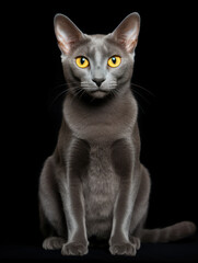 Obraz premium Korat Cat Studio Shot Isolated on Clear Background, Generative AI