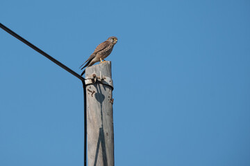 Falco naumanni on the electric pole.