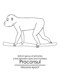 Proconsul, extinct genus of primates, a link between apes and monkeys from Miocene epoch. Black and white line art, perfect for coloring and educational purposes. - obrazy, fototapety, plakaty