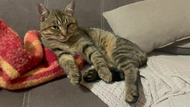 tabby cat falls asleep in unique positions