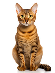 Lukoi Cat Studio Shot Isolated on Clear Background, Generative AI