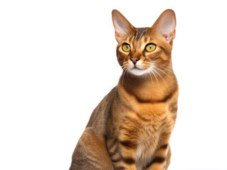 Malayan Cat Studio Shot Isolated on Clear Background, Generative AI