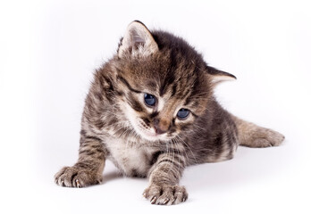 Kitten tabby cat on white background
