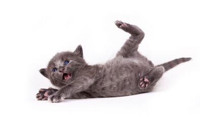 Cute gray kitten stands funny on white background