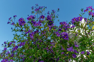 Purple flowers blooming on tree branches