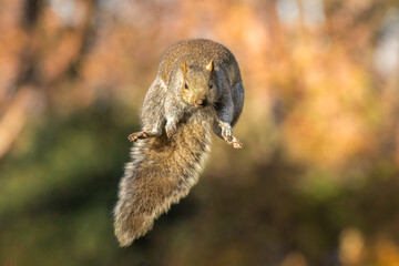 Leap of Faith, Eastern Gray Squirrel (Sciurus carolinensis) makes gigantic jump from its perch. Warm fall colors in the background as the cute fuzzy rodent soars through the air, preparing for landing