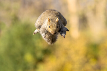 Springing and skipping Eastern Gray Squirrel (Sciurus carolinensis). Bouncing on tiny springy limbs, a cute furry rodent pounces on unwitting prey of nuts and seeds. Squirrel caught jumping in mid air