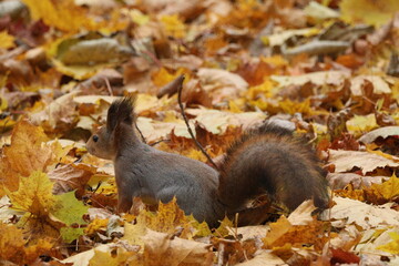 Squirrel in autumn park