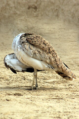 Houbara bird in the sand