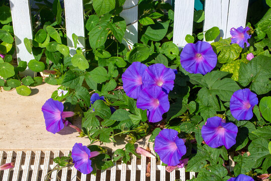 Ipomoea purpurea (Purple morning glory) flower