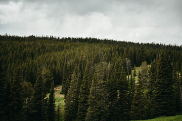 forest in the morning