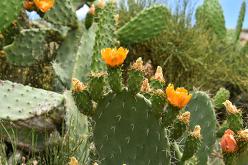 cactus and flowers