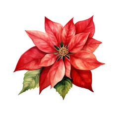 Christmas flower arrangement in watercolor style on white background