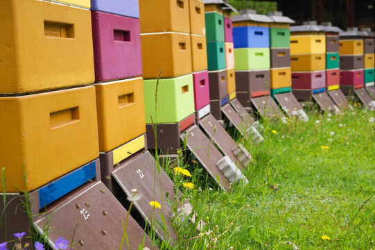 row of colorful beehives for bees