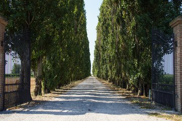 long tree avenue in italy