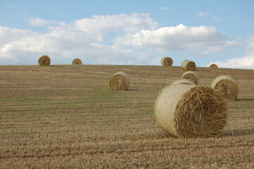 campo con balas de paja