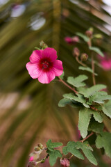 Arbolico's Mallow flower, pink with blurred background