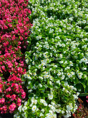 ever-blooming begonia red and white bloom in summer