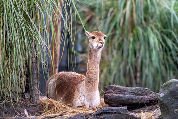 lama is chewing the cud with all his crooked teeth