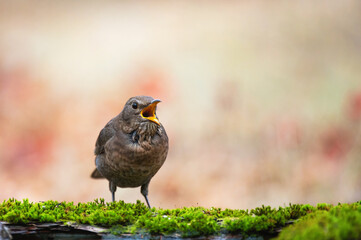 Naklejka premium Bird blackbird Turdus merula, in the wild