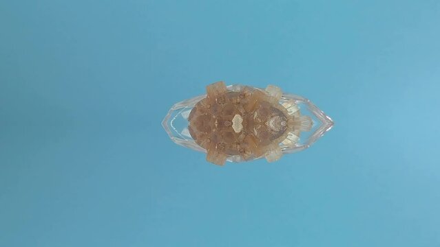 Aragonite filmed on the turntable in the studio,