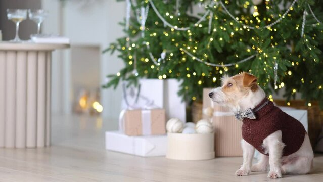 A dog in a sweater and bow tie against the background of a decorated Christmas tree with gifts and a fireplace. Jack Russell Terrier is waiting for the New Year. Blur-bokeh from garland lights