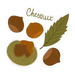 edible chestnut. autumn delicacy roasted chestnut. set of illustrations with chestnut