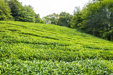 Tea plantation - a field of green rows of bushes among trees on a sunny summer day and a space for copying in Sochi