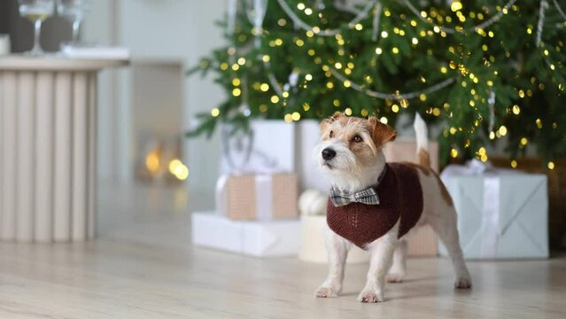 A dog in a sweater and bow tie against the background of a decorated Christmas tree with gifts and a fireplace. Jack Russell Terrier is waiting for the New Year. Blur-bokeh from garland lights