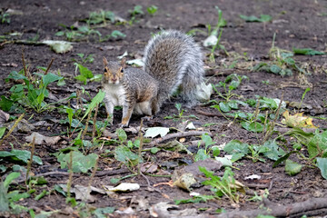 Naklejka na ściany i meble Rencontre avec un écureuil dans le parc de la Fontaine à Montréal au Canada