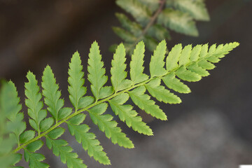 Hard shield-fern leaves