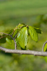 Persian ironwood leaves