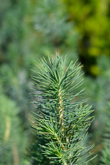 Stone Pine Silver Crest branch