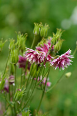 Columbine Nora Barlow flowers