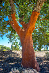 Cork oak tree with freshly peeled bark (Portugal) - 684312713