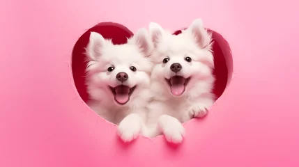 Rolgordijnen Two cute white puppies of pomeranian spitz dog peeking out from hole of heart shape isolated on pink background. Copy space © Neira