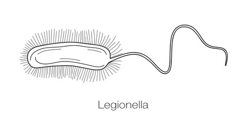 Legionella bacterium line drawing. Hand drawn bacterium causing legionnaires disease. Sketch of microorganism of Legionella pneumophila, facultative intracellular parasite. Vector illustration - obrazy, fototapety, plakaty